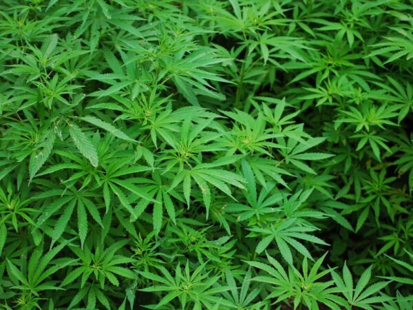 A DA's long battle against marijuana