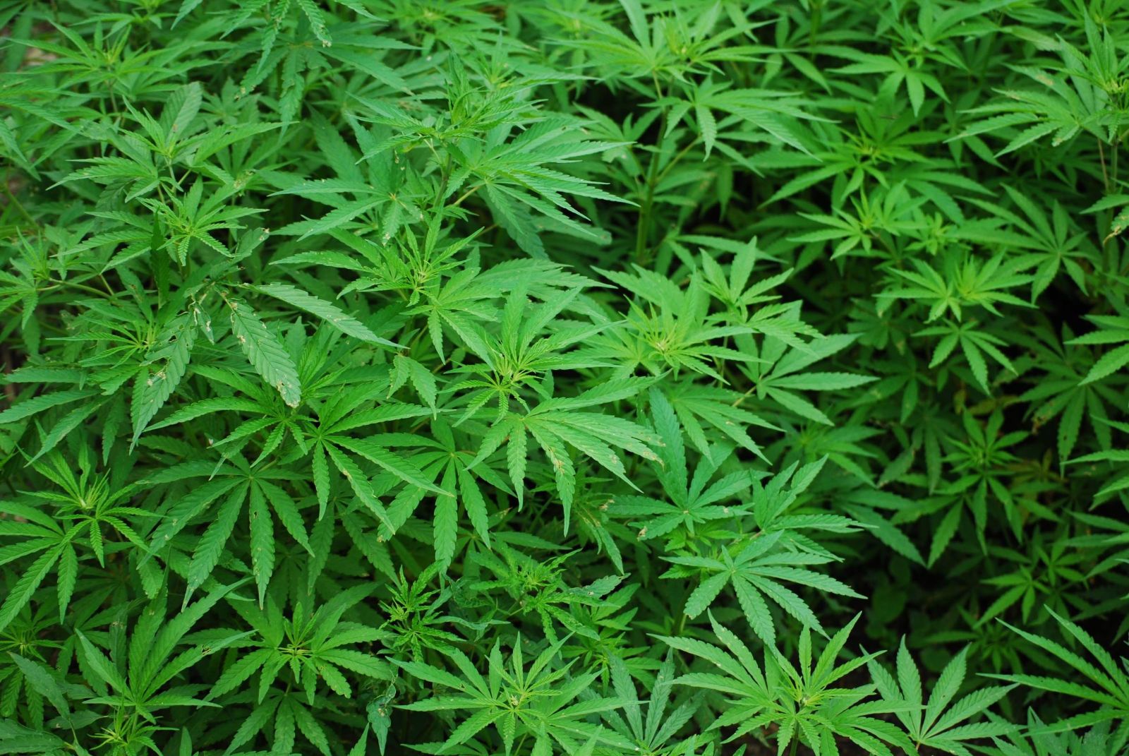 A DA's long battle against marijuana
